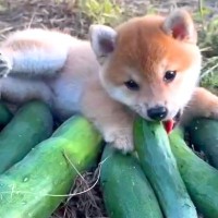 赤ちゃん柴犬を飼い始めた結果→すくすく元気に育って…あまりにも尊い『1年間の成長記録』が23万再生「可愛すぎる」「なんて愛らしい笑顔」