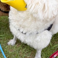 拾い食い防止用の『アヒルの口』を犬に装着してみた結果→あまりにも似合いすぎている光景に反響「可愛くて違和感ないｗｗ」「新種の生き物で草」