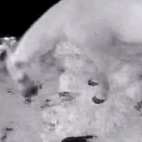 『馬に育てられた犬』深夜、馬小屋に設置されたカメラを確認→まさかの『自分も馬だ』と勘違いしているような光景に反響「なんて美しい家族愛」