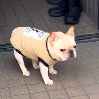 『さんぽ行くぞ』と犬に声をかけた結果→玄関先で『行きたくない』と駄々をこねて…悶絶級の拒否方法が419万再生「癒される」「めちゃ可愛いｗ」