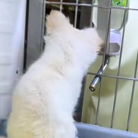 『ちゃんと面倒みれるの？』と、子犬を飼うことに抗議する夫→反対を押し切り飼った結果…まさかの現在に反響「パパも可愛い」「ワンコの勝利」