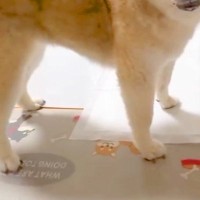 人間の年齢で『100歳』になったスーパーハイシニア犬→お年寄りとは思えない『元気な光景』に5万いいね集まる「希望の星」「全然見えない」
