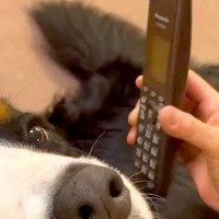 おばあちゃんと電話中『大型犬と会話させてみた』結果→声を聴くと…愛おしすぎる『表情』が63万再生「めちゃ嬉しそう」「反応するの最高」