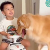 男の子が『車のおもちゃ』で遊んでいたら、犬が…想像以上に上手すぎる『子守の光景』が凄いと46万再生「最高のシッターさん」「子育てのプロ」