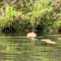川で浮いていたら、犬たちが『危ないかもしれない』と勘違いして…颯爽と『レスキューに向かう光景』がカッコいいと31万再生「幸せだね」「最高」