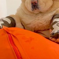大型犬に『靴下』を履かせてみた結果→あからさまに不機嫌な『態度と表情』が53万再生「超嫌そう笑ったｗ」「顔で気持ちを表現出来るタイプ」