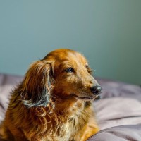 犬が『認知症』になっているときの症状5つ　治療法はあるの？予防のためにできることまで