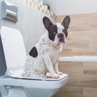 犬の健康な『ウンチの状態』5選　注意すべき色や形とは？受診が必要な状態まで