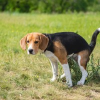 犬が病気になっているときにする『ウンチの状態』5選　飼い主が毎日チェックすべきポイントとは？