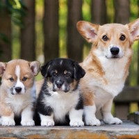 なぜ子犬は成長すると『毛色』が変化するの？いつぐらいから変わっていくの？注意すべき状態まで