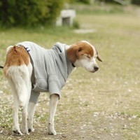 犬の『くしゃみが止まらない』原因5つ　病気かどうかを判断する方法や受診のタイミングまで