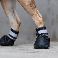 犬に靴を履かせるべきタイミング2つ　ストレスにならない履かせ方のコツとは？