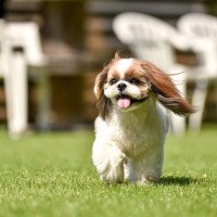 【獣医師監修】シーズーの平均寿命は何歳？長寿例や健康に長く暮らすためのポイントを解説