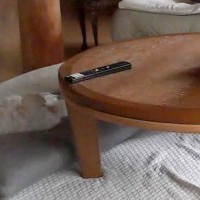 仕事中、留守番中の犬をカメラで確認→『寂しがっていないかな』と心配していたら…まさかの光景に1万いいね「ぬいぐるみかとｗ」「可愛くて草」