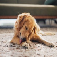 犬を『不安にさせる』飼い主の行動6選　愛犬を安心させるために意識すべきことまで