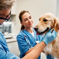 犬が病院へ行くことに気づいたときにみせるサイン5つ　不安感を軽減させるために飼い主にできることまで