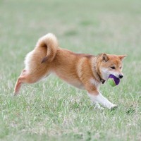 犬を満足させる『遊び方』4選　愛犬を喜ばせるために手軽にできる運動方法とは？