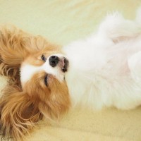 小型犬の『あるある』5選　小さいワンコの飼い主が思わず共感するエピソードとは？