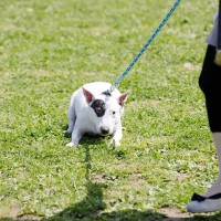 犬が『散歩中に歩かなくなってしまう』4つの理由　主な原因やスムーズに歩行させる方法まで