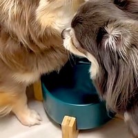 『お水を飲んでただけなのに…』犬2匹のケンカが勃発→挟まれたワンコが『助けて』と…あまりにも切実な表情に反響「困ってるｗ」「可愛すぎ」