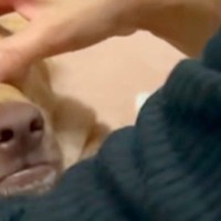 実家に帰省中、犬が『母に愛でられまくった』結果→気持ちよくて溶けてしまい、顔が…思わず笑う『表情』に反響「可愛さが爆発」「人間みたいｗ」