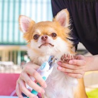 犬に『爪切り』をするときのタブー行為6選　怪我のリスクを減らすために飼い主がすべきことまで