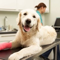 犬が『関節』にトラブルを抱えているサイン7選　注意すべき歩き方や判断方法まで