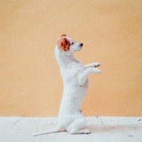 犬に『二足歩行』をさせてはいけない理由5選　愛犬の体への負担やリスクまで