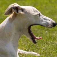 犬を『イライラ』させる飼い主の行動5つ　愛犬はどんなことで不機嫌になるの？ストレスを感じているサインとは