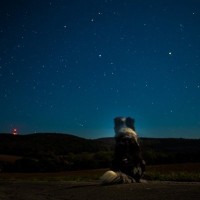 愛犬が失った『暗い夜』とは？獣医師が被毛との意外な関係を解説