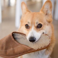 犬がよくやる『お茶目な行動』4つ　可愛くて憎めない仕草の意味や注意点までご紹介
