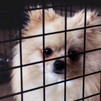 犬が『悲しい表情』で飼い主を見つめる心理3つ　何を思っているの？愛犬の本音を知る方法まで