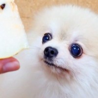 『梨』を犬に見せてみた結果→思った以上に『喜びが爆発』して…愛おしすぎる光景に反響「別の生き物みたいになってるｗ」「回ってるの可愛い」