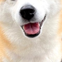 『公園に行ける！』とご機嫌な犬→実は行き先が『病院』で、注射まで打たれて…まさかの『老け過ぎた表情』に27万いいね「顔に出るタイプで草」