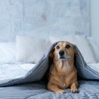 犬が『悲しそうに鳴く』理由7選　愛犬が訴えていることとは？飼い主がすべき接し方まで解説