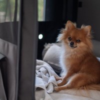 犬が『欲求不満』になるとどうなるの？解消させる方法や飼い主がすべき対応まで