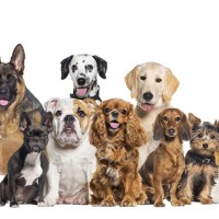 『アニメに登場する犬』の種類7選　世界中で親しまれている有名なキャラクターとは？