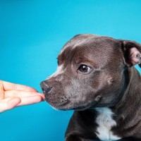 犬が『大嫌いな人』にする行動7選　拒絶しているサインや嫌われているかどうかの判断基準まで