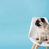 『イタズラがバレた』ときに犬がみせる仕草5つ　問題行動を発見した場合の適切な対応まで