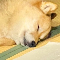 『コロッケみたい』と言われた犬→気持ちよさそうに眠っていたので撮影すると…思わず納得する一枚に13万いいね「クッション？ｗ」「可愛すぎ」