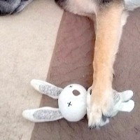 『カッコいい顔の大型犬』を実家に預けた結果→母からLINEが送られてきて…ギャップがありすぎる光景に2万いいね「なんて可愛い」「尊すぎる」