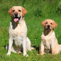 【獣医師監修】ラブラドールレトリバーの体重は何kg？成犬・子犬の体重推移や適正体重の見分け方を解説