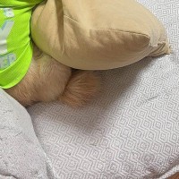 映画『タイタニック』を鑑賞中、犬を散歩に誘った結果→『喜ぶかな』と思ったら…まさかの光景に反響「めっちゃ見てて草」「絶対内容把握してるｗ」