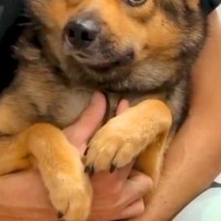 表情がない『ビビりの保護犬』を飼った結果→隅っこでうずくまっていて…1年後の『嘘のような現在の顔』に感動「なんて素敵な家族」「幸せそう」