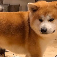 秋田犬の抜け毛対策で『ストッキング』を履かせたら→ピチピチになってしまい…まさかの『美脚すぎる光景』に反響「笑い止まらん」「違和感なくて草」