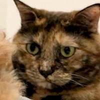 猫に愛され過ぎてしまった犬→どこへ行くにもついてきて…あまりにもわかりやすい『困惑の表情』に反響「圧すごいｗ」「目を合わせないの可愛い」