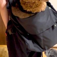12キロの大きなトイプードルを『犬用リュック』に入れた結果→『合成ですよね？』サイズがバグっている光景に反響「巨大感」「5度見したｗ」