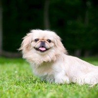 【獣医師監修】ペキニーズの平均寿命は何歳？最高齢・人間年齢や長生きのポイントを解説