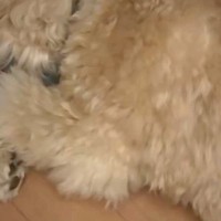 仕事の帰り道、駅前でワンコを撫でた結果→帰宅後、愛犬が『ニオイ』で気付き…小さな子供のような『拗ね方』が26万再生「イジイジｗ」「可愛い」