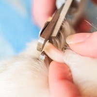 自宅でできる『犬の爪切り方法』とは？飼い主が気をつけるべきポイントまで